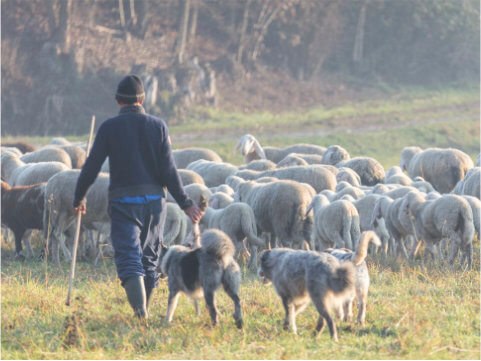 Farmář se stádem ovcí a dvěma psy